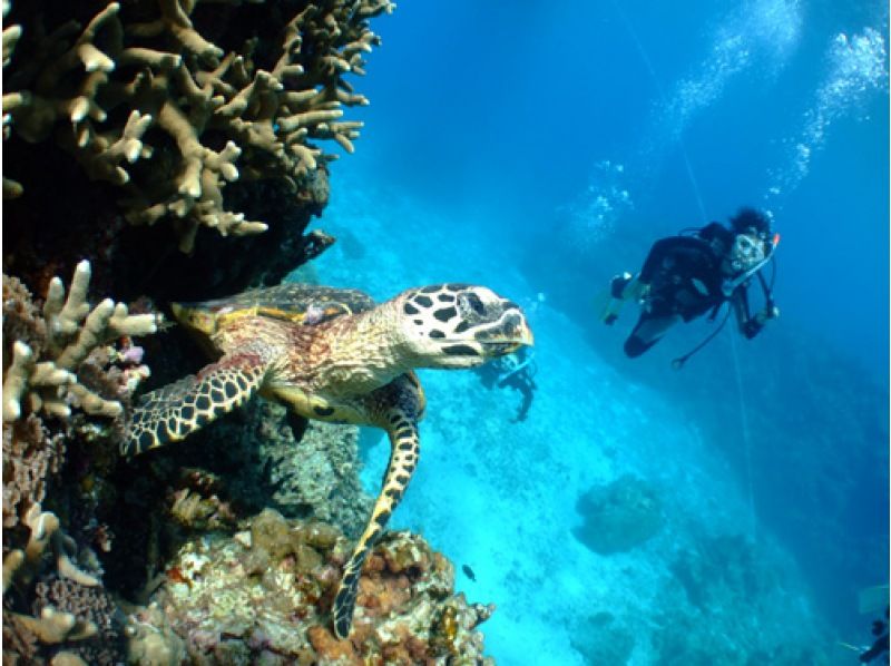 [Okinawa, Ishigaki Island] Underwater view ☆ Fun 2 Diving (license required) "Manta Rays and Sea Turtles" Lunch included ★ Equipment included! Free pick-up and drop-off! MF②の紹介画像