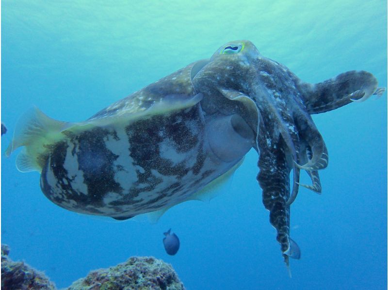 Spring sale underway [Okinawa/Ishigaki Island] Underwater view ☆ Fun 2 diving (license required) ``Manta rays and sea turtles'' lunch included ★ Equipment included! Midfielderの紹介画像