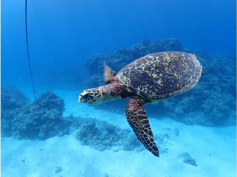 R-MATES Okinawa Diving Club アールメイツ オキナワ ダイビング クラブの最新写真