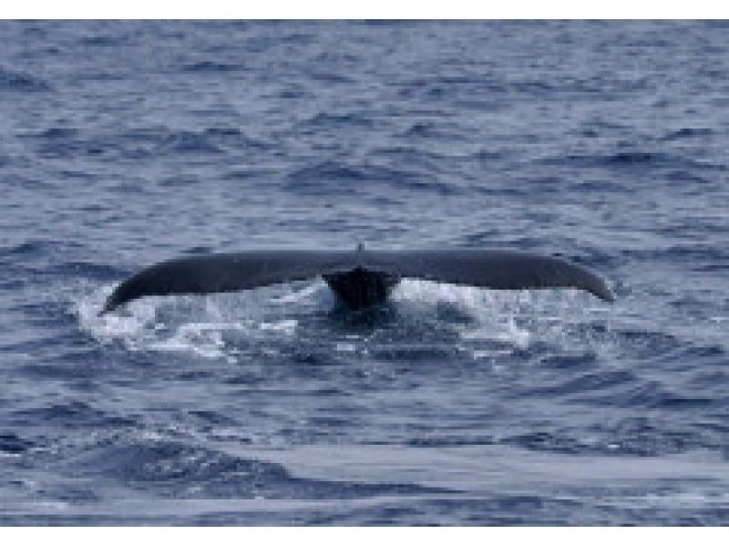 【가고시마 · 아마미 오시마] 아마미 오시마 고래 관찰 반나절 투어の紹介画像