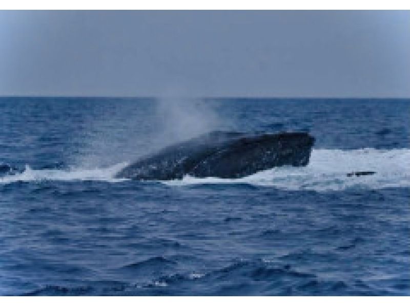 【가고시마 · 아마미 오시마] 아마미 오시마 고래 관찰 반나절 투어の紹介画像