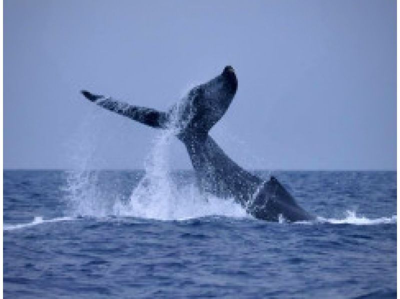 [Kagoshima/Amami Oshima] Amami Oshima whale watching 1 day tourの紹介画像