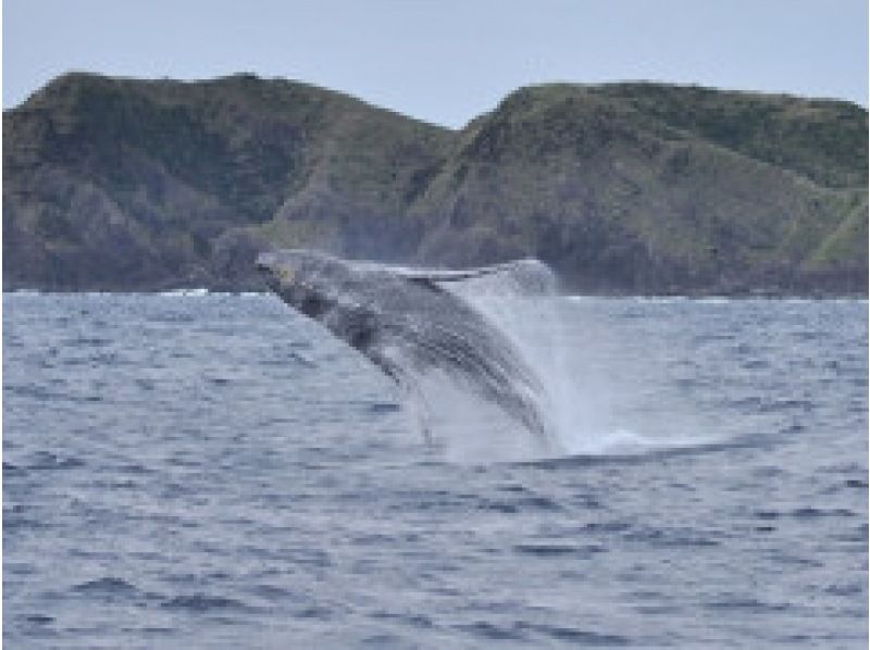 [Kagoshima/Amami Oshima] Amami Oshima whale swim half-day tourの紹介画像