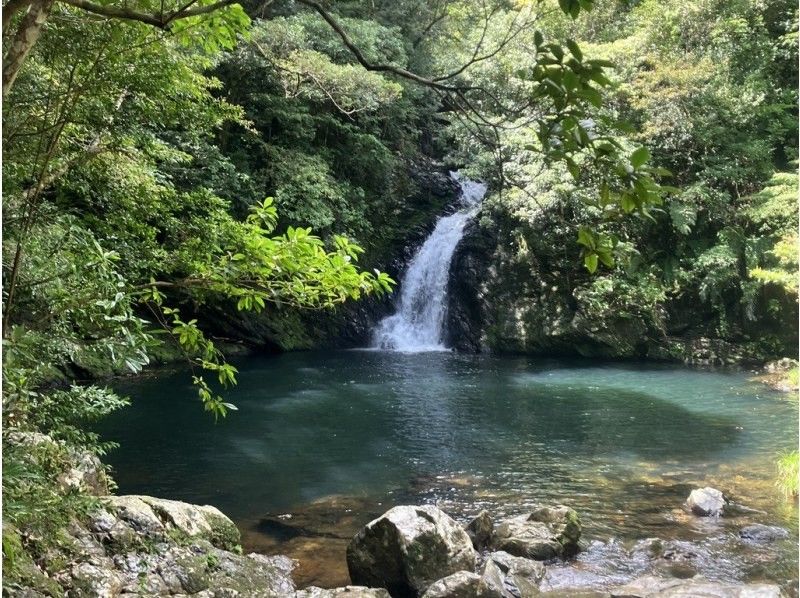 [Amami Oshima] A treasure trove of biodiversity! Half-day tour of World Heritage Site Yuwandake and Materia Falls! Family charter information! Guided by a certified guideの紹介画像