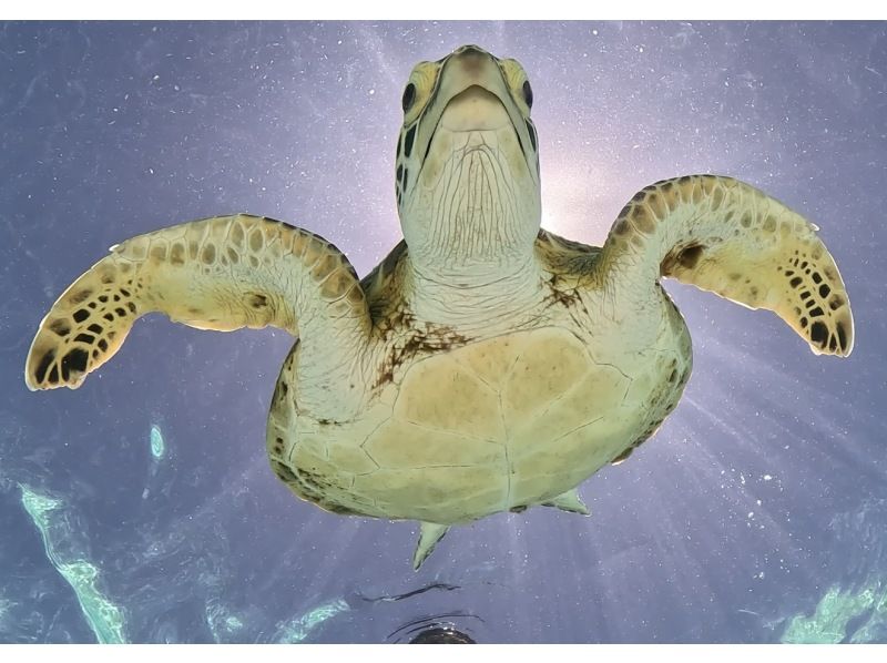 [Miyakojima, 2 hours] Close-up snorkeling with sea turtles | Showers and changing spaces available | Photos and videos will be given to you on the same day | Full refund guaranteeの紹介画像