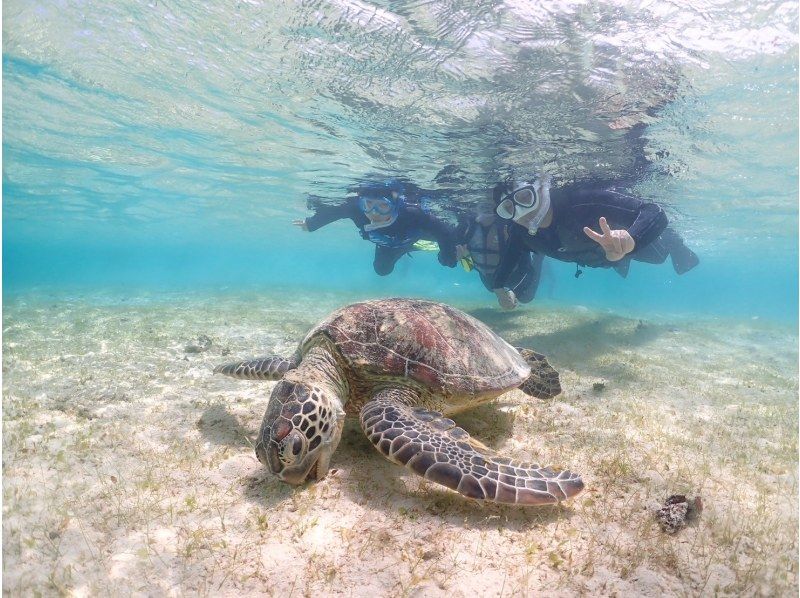 [Miyakojima, 2 hours] Close-up snorkeling with sea turtles | Showers and changing spaces available | Photos and videos will be given to you on the same day | Full refund guaranteeの紹介画像