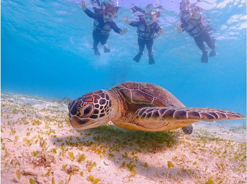 [Miyakojima, 2 hours] Close-up snorkeling with sea turtles | Showers and changing spaces available | Photos and videos will be given to you on the same day | Full refund guaranteeの紹介画像