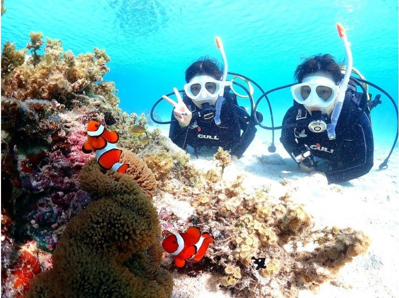 【石垣島】体験ダイビング＆ウミガメシュノーケリングコースE【半日PM/GoProレンタル無料！】の紹介画像