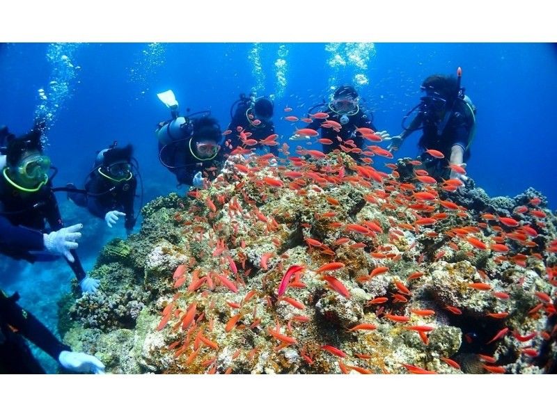【石垣島】体験ダイビング＆ウミガメシュノーケリングコースE【半日PM/GoProレンタル無料！】の紹介画像