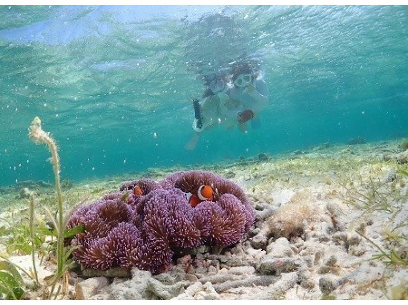 【石垣島】船で行く♪ウミガメシュノーケリングコースF《GoProレンタル無料！》【半日コース/PM】の紹介画像