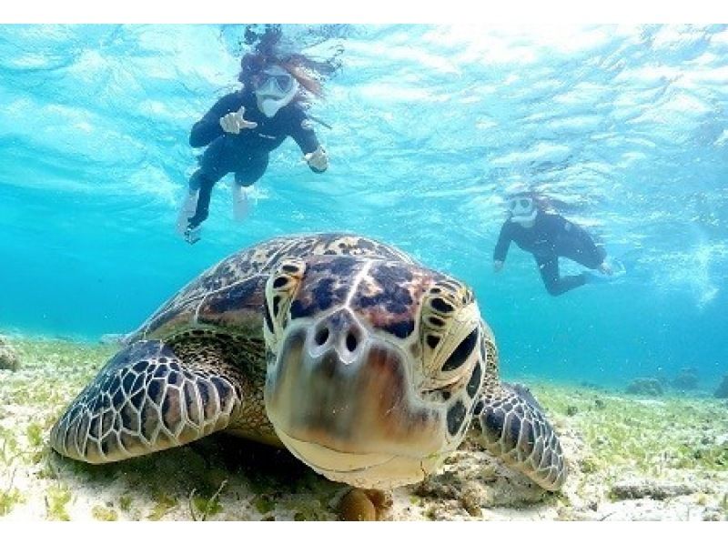 【石垣島】船で行く♪ウミガメシュノーケリングコースF《GoProレンタル無料！》【半日コース/PM】の紹介画像