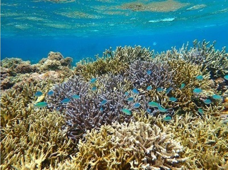 【石垣島】船で行く♪ウミガメシュノーケリングコースF《GoProレンタル無料！》【半日コース/PM】の紹介画像