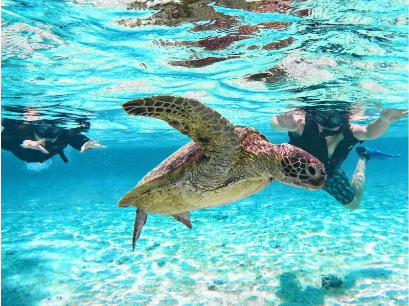 [Private charter] Sea turtle snorkeling charter! Sea turtle encounter rate continues to be 100%! [Equipment rental & free photo data]の紹介画像
