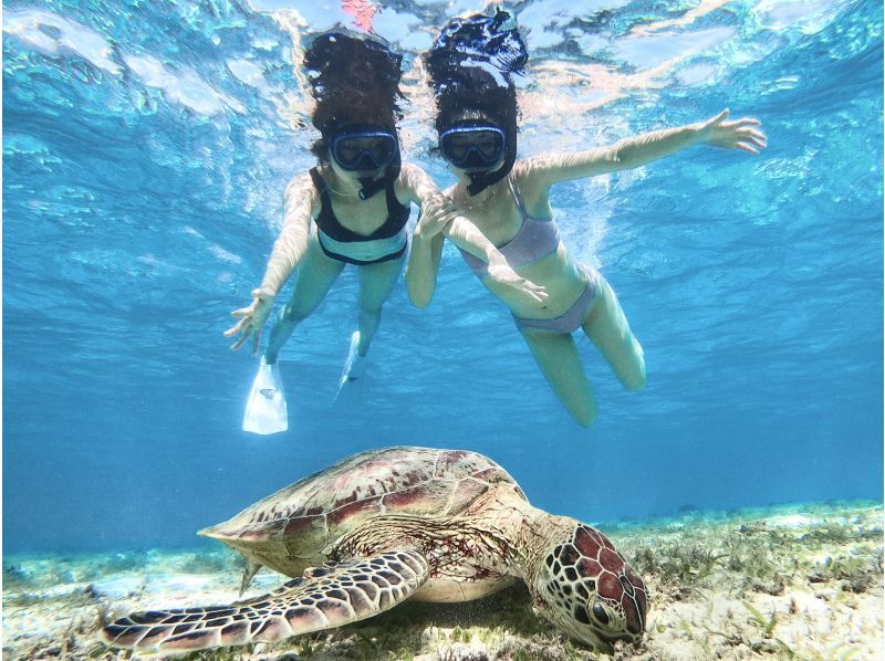 [Miyakojima/Private] Charter sea turtle snorkeling! Sea turtle encounter rate continues to be 100%! [Equipment rental & free photos!]の紹介画像