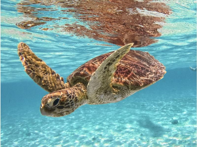 [Miyakojima/Private] Charter sea turtle snorkeling! Sea turtle encounter rate continues to be 100%! [Equipment rental & free photos!]の紹介画像