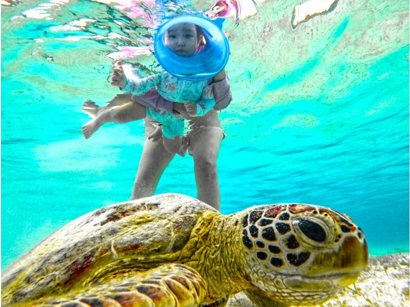 [Miyakojima/Private] Charter sea turtle snorkeling! Sea turtle encounter rate continues to be 100%! [Equipment rental & free photos!]の紹介画像