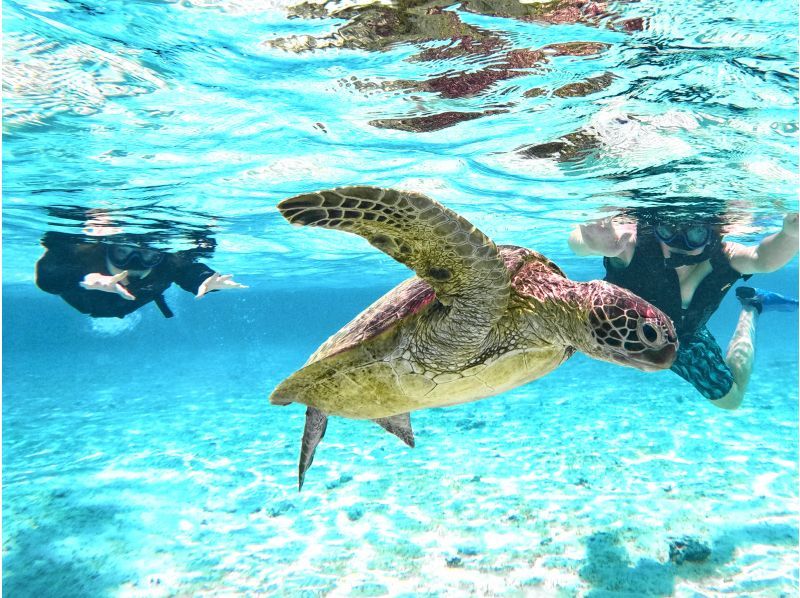 [Miyakojima/Private] Charter sea turtle snorkeling! Sea turtle encounter rate continues to be 100%! [Equipment rental & free photos!]の紹介画像