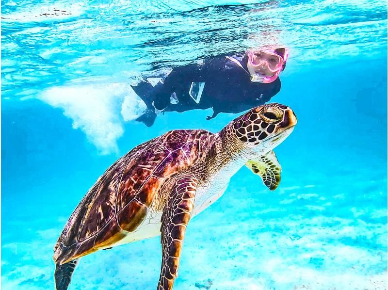 [Miyakojima/Private] Charter sea turtle snorkeling! Sea turtle encounter rate continues to be 100%! [Equipment rental & free photos!]の紹介画像