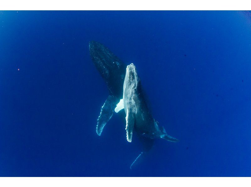 [沖繩/那霸]冬季限定鯨魚游泳（含裝備及交通）の紹介画像