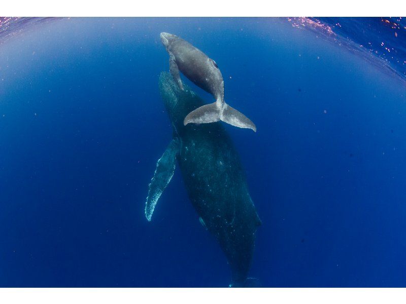[Okinawa/Naha] Winter limited whale swim with equipment and transportationの紹介画像