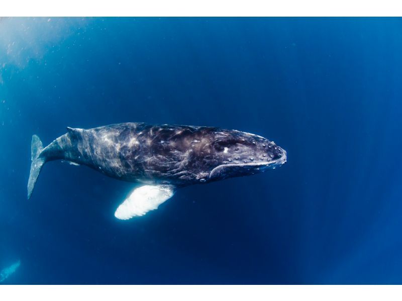 [冲绳/那霸]冬季限定鲸鱼游泳（含装备和交通）の紹介画像