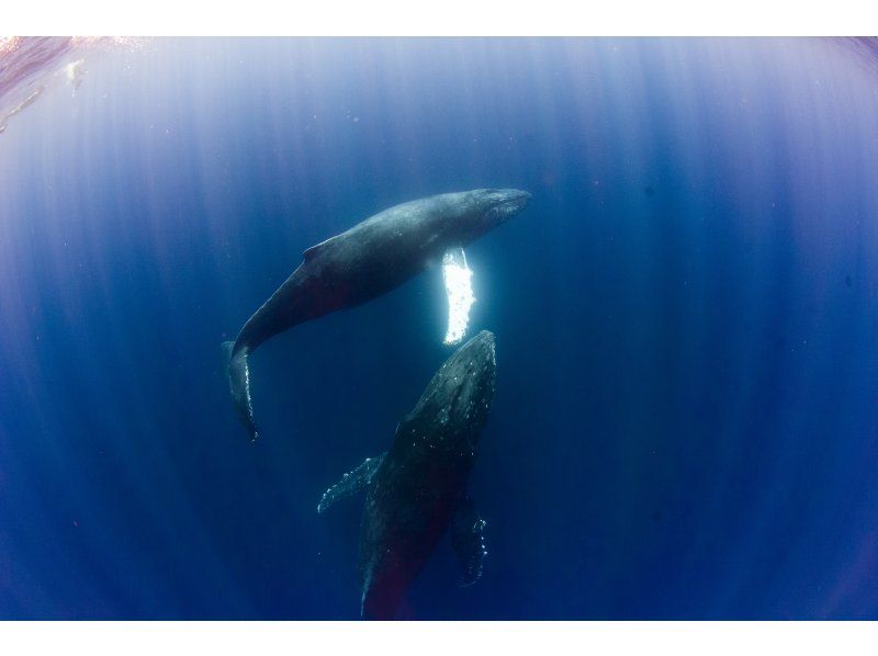 [冲绳/那霸]冬季限定鲸鱼游泳（含装备和交通）の紹介画像