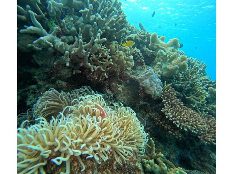 本部町『ゴリラチョップ』体験ダイビング　海底に広がる白い砂と色とりどりな珊瑚礁のコントラスト！泳ぎに自信が無い方でもご参加いただけます！の紹介画像