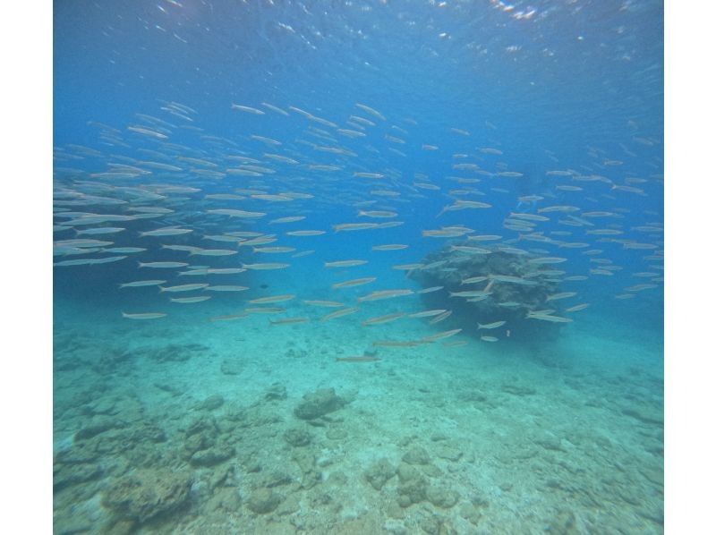 【本部町ゴリラチョップ】沖縄でダイビング体験！貸切で行く海中ツアー！海底に広がる白い砂とカラフルな珊瑚礁、そこに住む沢山の魚たちが見どころ☆の紹介画像