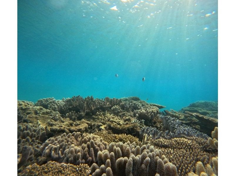 【本部町ゴリラチョップ】沖縄でダイビング体験！貸切で行く海中ツアー！海底に広がる白い砂とカラフルな珊瑚礁、そこに住む沢山の魚たちが見どころ☆の紹介画像