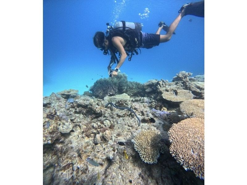 [Okinawa Motobu Town] "Gorilla Chop" Experience Diving 