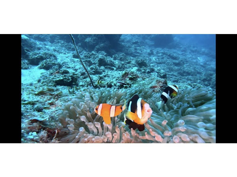 [Okinawa Motobu Town] "Gorilla Chop" Experience Diving 