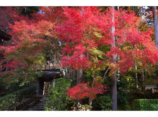 【侘びさびの奥京都】樹齢八百年！天然記念物の楓紅葉「古知谷の阿弥陀寺」～江戸時代からの紅葉の名所～〈専用車1台8名様限定〉