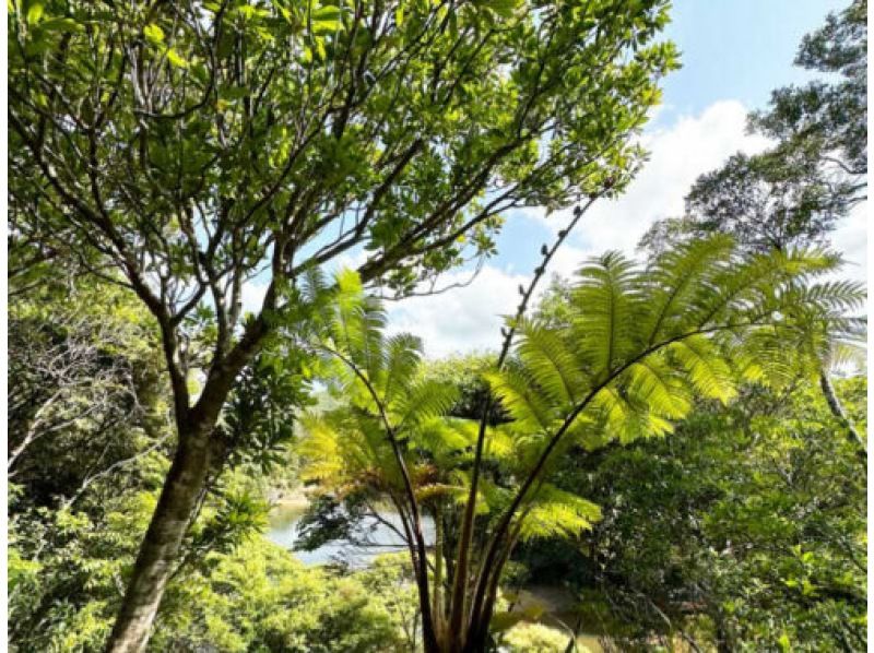【沖縄北部・オクマ】ガイドと巡る！やんばる森林散歩♬ のんびりとした森や自然が好きな人向け！の紹介画像