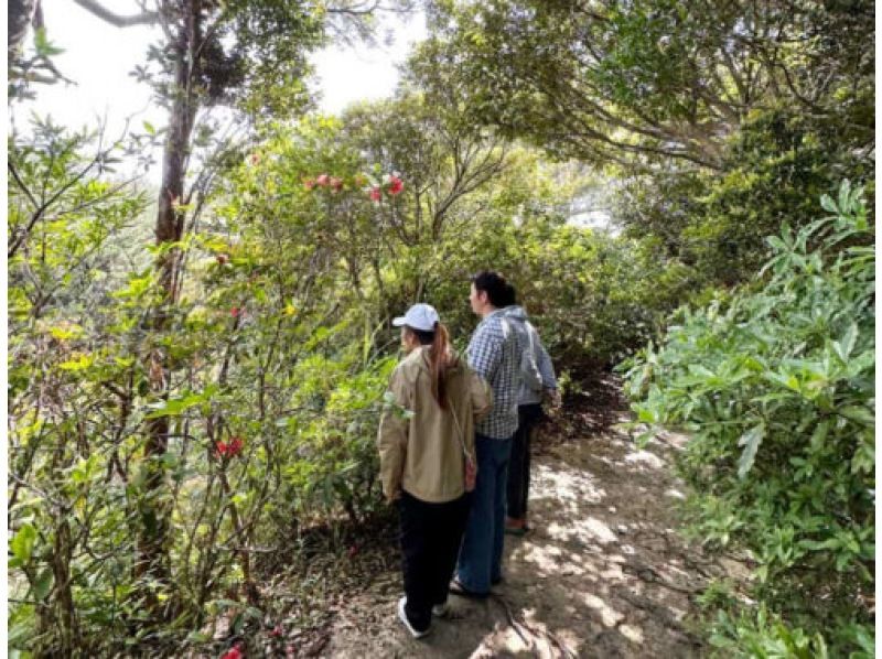【沖縄北部・オクマ】ガイドと巡る！やんばる森林散歩♬ のんびりとした森や自然が好きな人向け！の紹介画像