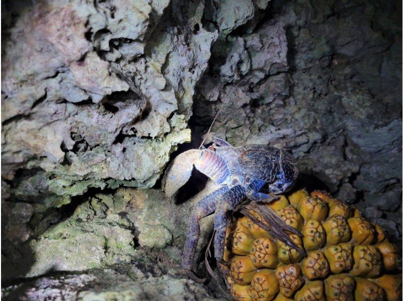 [100% chance of encountering coconut crabs in April and May] Starry sky photo and jungle night tour / Full refund guarantee if you don't see the endangered coconut crabの紹介画像