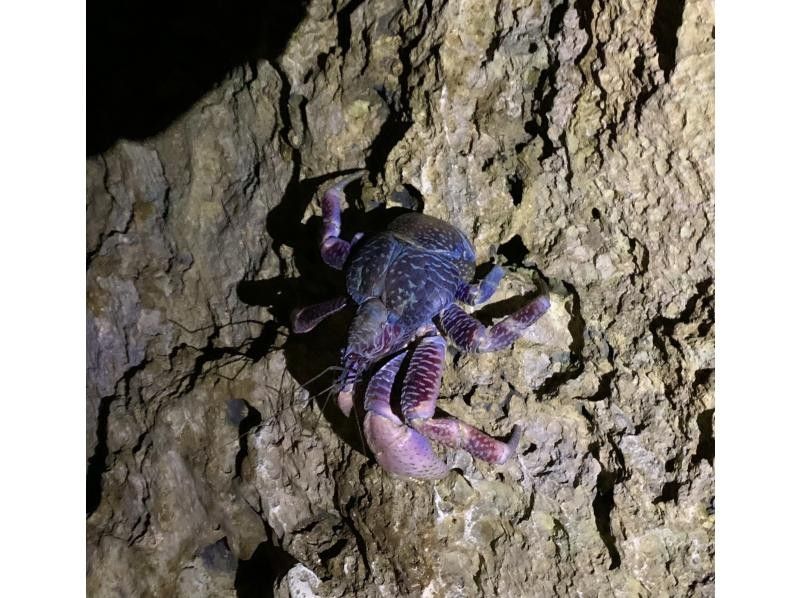 [100% chance of encountering coconut crabs in April and May] Starry sky photo and jungle night tour / Full refund guarantee if you don't see the endangered coconut crab / Photo taken by a professional photographerの紹介画像