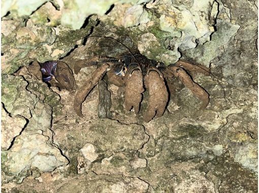 [99% chance of encountering coconut crabs] Starry sky photos, night safari, and a mangrove adventure that won't leave you wet / Full refund guarantee if you don't see the endangered coconut crabの紹介画像