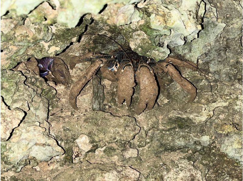 [98% chance of encountering coconut crabs] Starry sky photos & night safari & 100% dry mangrove exploration / Ages 3 to 65 / Full refund guarantee if you don't see the endangered coconut crabの紹介画像