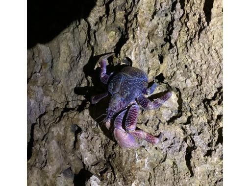 [99% chance of encountering coconut crabs] Starry sky photos, night safari, and a mangrove adventure that won't leave you wet / Full refund guarantee if you don't see the endangered coconut crabの紹介画像