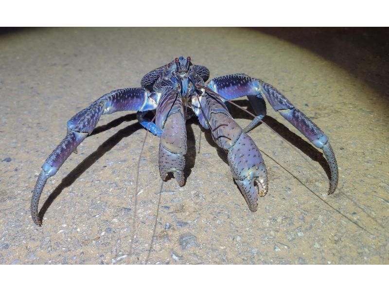 [98% chance of encountering coconut crabs] Starry sky photos & night safari & 100% dry mangrove exploration / Ages 3 to 65 / Full refund guarantee if you don't see the endangered coconut crabの紹介画像