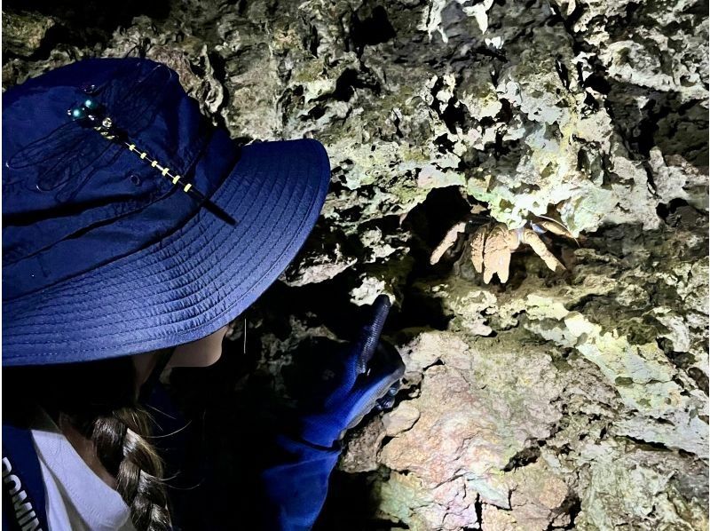 [98% chance of encountering coconut crabs] Starry sky photos & night safari & 100% dry mangrove exploration / Ages 3 to 65 / Full refund guarantee if you don't see the endangered coconut crabの紹介画像