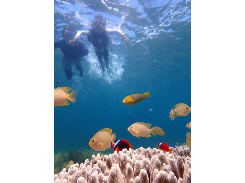 [Okinawa Hamahiga Island] 5 islands tour & uninhabited island snorkelingの紹介画像