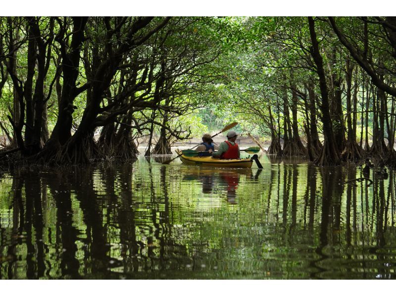 【沖縄・西表島】たっぷり堪能できます マングローブカヤッキング1日ツアー【カヤック】の紹介画像