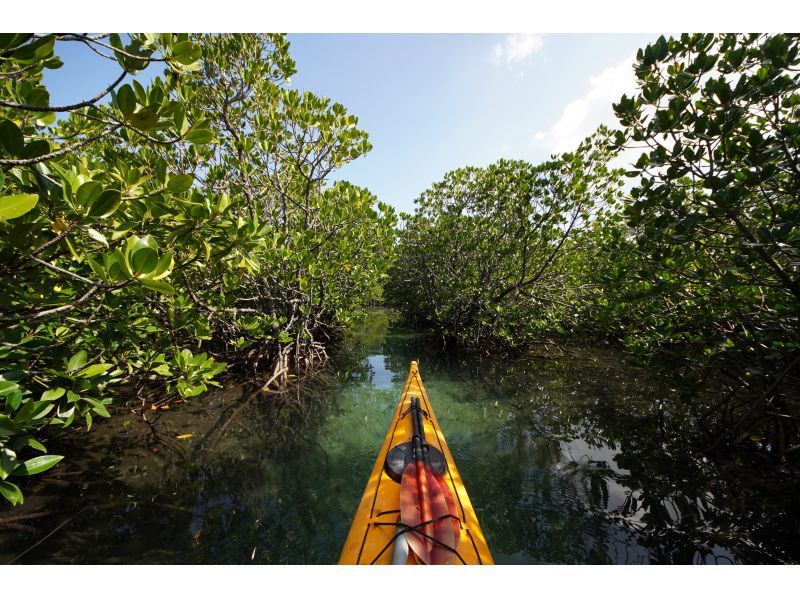 【沖縄・西表島】たっぷり堪能できます マングローブカヤッキング1日ツアー【カヤック】の紹介画像