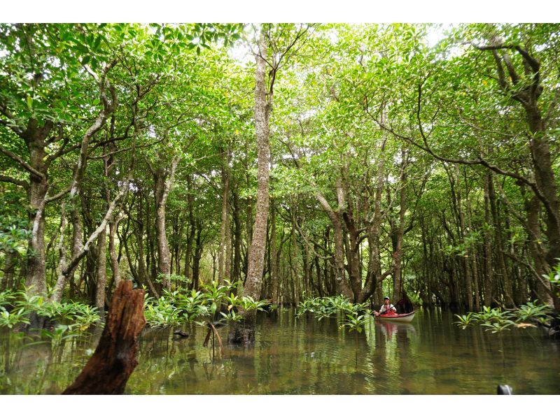 【沖縄・西表島】たっぷり堪能できます マングローブカヤッキング1日ツアー【カヤック】の紹介画像