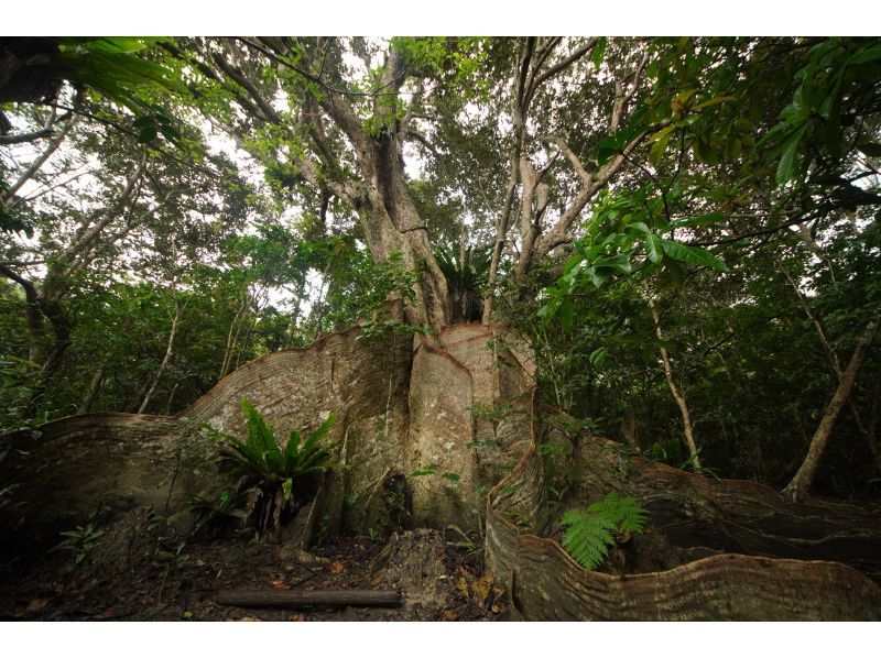 【沖縄・西表島】たっぷり堪能できます マングローブカヤッキング1日ツアー【カヤック】の紹介画像