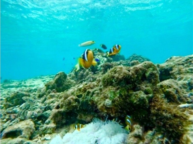 [Blue Cave Snorkel] Exclusive guided tour to “Okinawa Blue Cave”