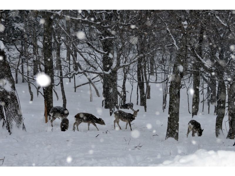 【北海道・知床】体力に自信がなくても安心！冬の野生動物ウォッチングの紹介画像