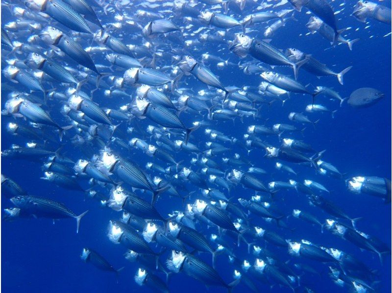 [กีฬาทางน้ำเจ็ท 2 ประเภท] + [ทดลองดำน้ำ ~ ถ้ำสีน้ำเงินและแนวปะการัง] ★ตกลงผู้ใช้ครั้งแรก★の紹介画像