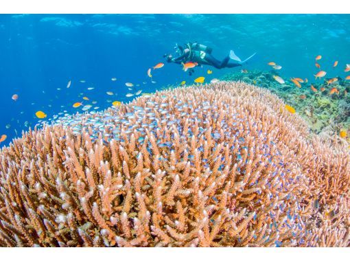 【沖縄・宮古島 人気NO1絶景と感動の地形ファンダイビング】自社船 2ダイブ 少人数制【器材一式レンタル  ・ドリンク  ・送迎・写真無料】 【沖縄・宮古島 人気NO1絶景と感動の地形ファンダイビング】自社船 2ダイブ 少人数制【器材一式レンタル  ・ドリンク  ・送迎・写真無料】